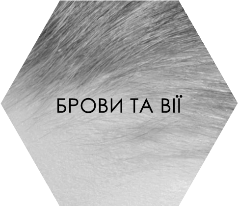 Брови та вії